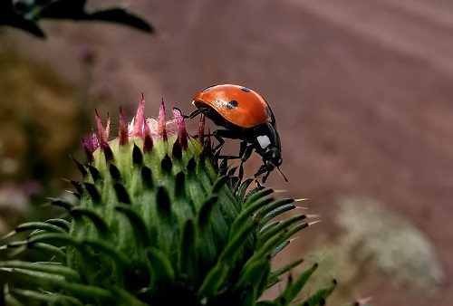 Foto: Bettina Burkhardt - Stachlige Angelegenheit
